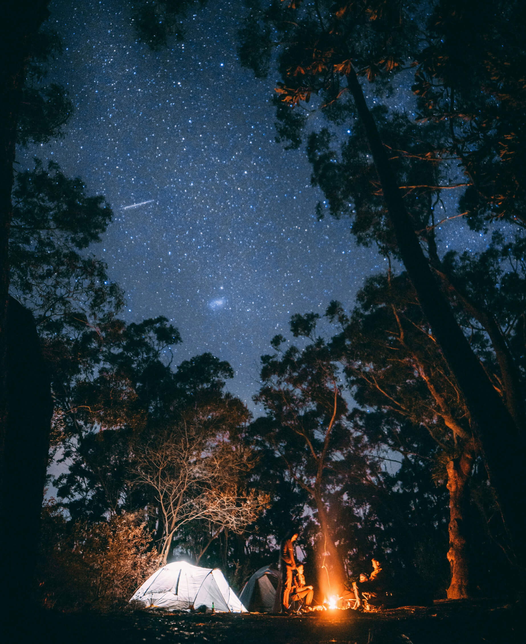 NOBEARS - Artificial Intelligence